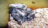 動物実験系の画像